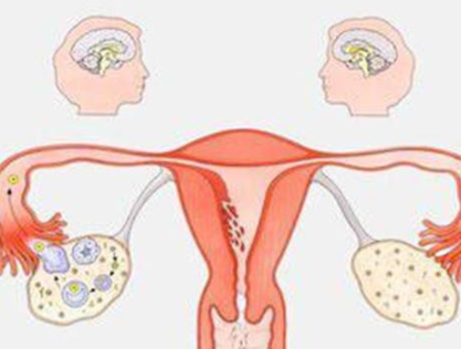 阴道分泌物黄瓜视频成人A片免费观看器厂家分析女人排卵的感觉